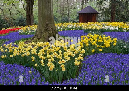 Narzissen, Traubenhyazinthen, Tulpen Garten, Garten der Rhododendron, Narzissen, Tulpen und Hyazinthen Blumen, Keukenhof Lisse, Niederlande, Holland Stockfoto