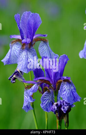 Sibirische Iris sibirica, Wiesenschwertlilie Stockfoto