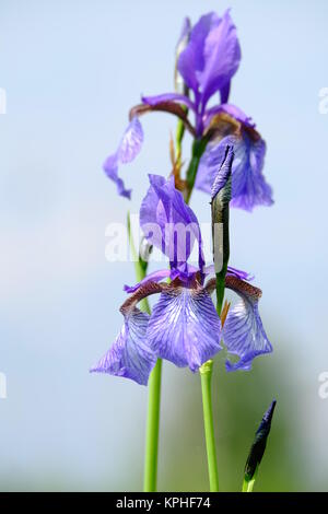 Sibirische Iris sibirica, Wiesenschwertlilie Stockfoto