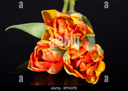 einige bunte Papagei-Tulpen auf schwarzem Hintergrund isoliert Stockfoto