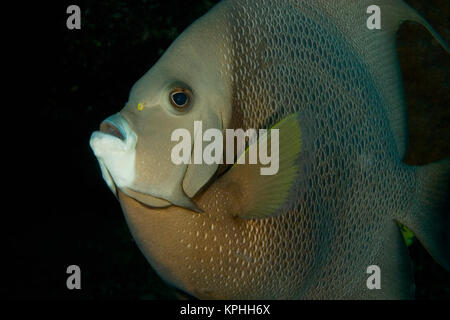 Grauer Kaiserfisch (pomacanthus Arcuatus) Hol Chan Marine erhalten, Belize Barrier Reef. Das zweitgrößte Riff der Welt Stockfoto