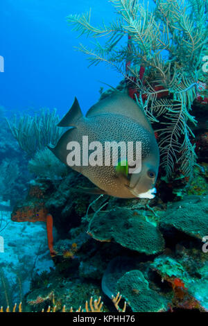 Grauer Kaiserfisch (pomacanthus Arcuatus) Hol Chan Marine erhalten, Belize Barrier Reef zweitlängsten der Welt Stockfoto