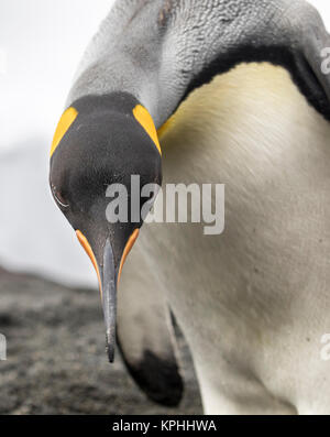 Neugierig Königspinguin blickt in die Kamera bei Gold Harbour, South Georgia Island Stockfoto