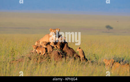 Löwin mit Jungen ruht auf ameisenhaufen auf Wiesen und Ebenen der Masai Kopjes nahe Seronera, Serengeti, Tansania Stockfoto