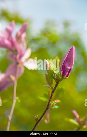 ungeöffnete Knospe Magnolie Blume Stockfoto