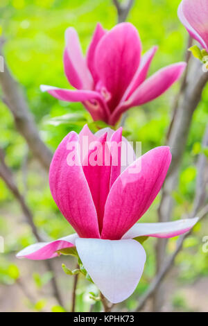 Purpur Magnolie Blume auf einem Zweig-Hintergrund Stockfoto