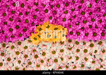Variation von blühen rosa, gelb und cremig Chrysanthemen Hintergrund Stockfoto