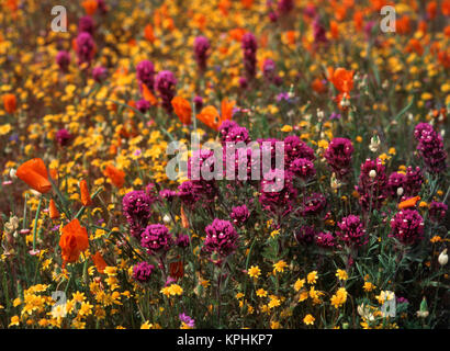 USA, Kalifornien, Blick auf Owl's Clover, Mohn und coreopsis im Feld in der Nähe von gorst (Large Format Größen verfügbar) Stockfoto