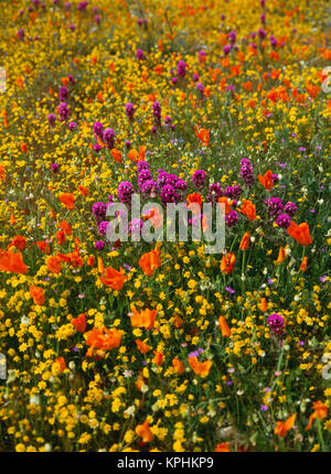 USA, Kalifornien, Blick auf Owl's Clover, Mohn und coreopsis im Feld in der Nähe von gorst (Large Format Größen verfügbar) Stockfoto