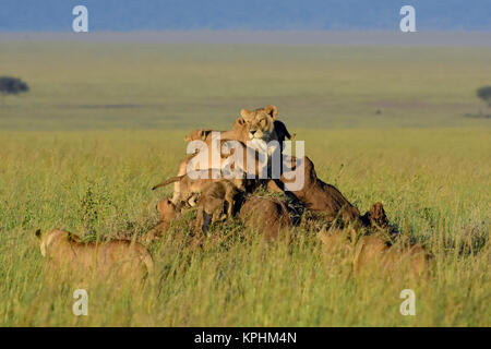 Löwin mit Jungen ruht auf ameisenhaufen auf Wiesen und Ebenen der Masai Kopjes nahe Seronera, Serengeti, Tansania Stockfoto
