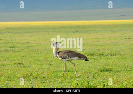 Ngorongoro Krater, einem Weltkulturerbe in Tansania. Unglaubliche Tierwelt Vielfalt für den Genuss von Touristen. Kori bustard strutting weibliche anzuziehen. Stockfoto