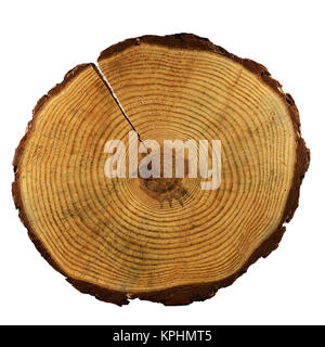 Einen Schnitt von einem Baum mit Jahresringe auf weißem Hintergrund Stockfoto