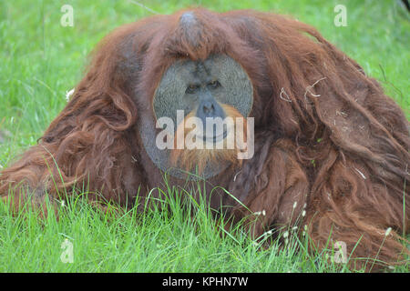 Bornesischen Orang-utan (auch buchstabiertes Orang-Utan, orangutang oder Orang utang. Great Ape in Indonesien und Malaysia. Orang-utans sind derzeit nur fou Stockfoto