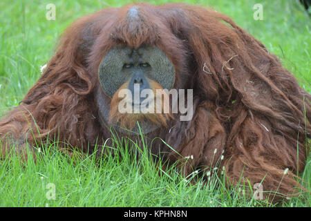 Bornesischen Orang-utan (auch buchstabiertes Orang-Utan, orangutang oder Orang utang. Great Ape in Indonesien und Malaysia. Orang-utans sind derzeit nur fou Stockfoto