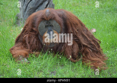 Bornesischen Orang-utan (auch buchstabiertes Orang-Utan, orangutang oder Orang utang. Great Ape in Indonesien und Malaysia. Orang-utans sind derzeit nur fou Stockfoto