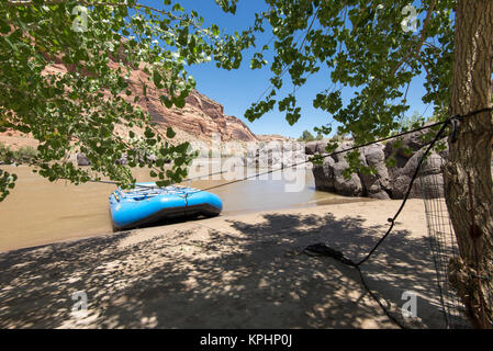 Schwarze Felsen Campingplatz in McInnis Schluchten National Conservation Area Colorado River. Cottonwood durch Ranger gepflanzt bietet Schatten Stockfoto