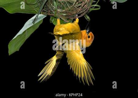 Taveta Golden Weber auf seinem Nest Stockfoto