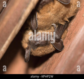 Große Braune Fledermäuse (Eptesicus fuscus) Stockfoto