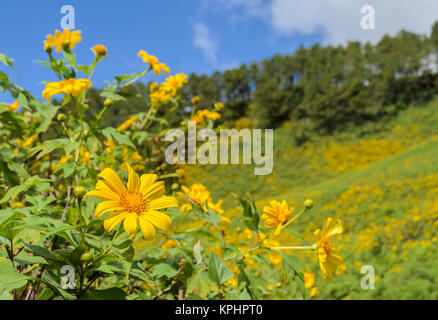 Wilde Mexikanische Sonnenblume blüht Moutain in Meahongson, Thailand Stockfoto