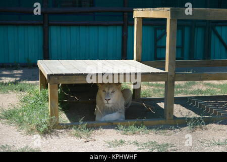 Liger (eine Kreuzung zwischen Löwe und Tiger) im Zoo Stockfoto