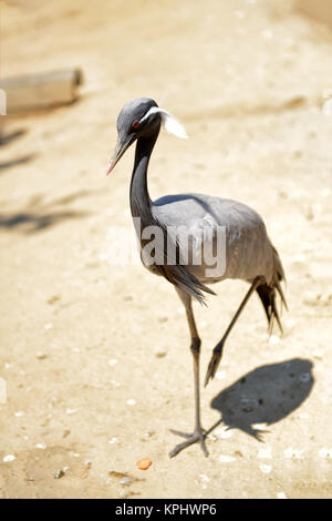 Demoiselle Crane. Vogel stehen auf dem Sand in der Nähe von einem See Stockfoto
