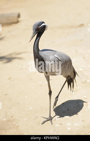 Demoiselle Crane. Vogel stehen auf dem Sand in der Nähe von einem See Stockfoto