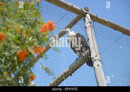 Geier im Zoo Käfig. eingesperrten Griffon predator Stockfoto