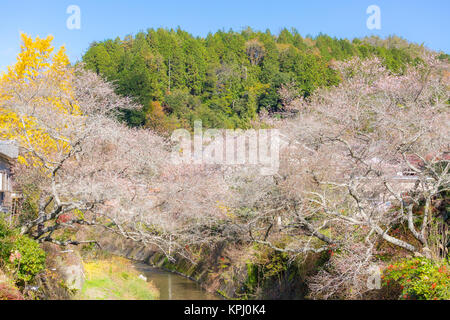 Nagoya, Obara Sakura im Herbst Stockfoto