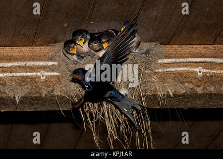 Rauchschwalbe, Rauch-Schwalbe, Rauch-Schwalbe, Altvogel füttert Küken in ihrem Lehmnest, Nest, Hirundo rustica, Schlucken, Rauchschwalbe, Hirondelle ru Stockfoto