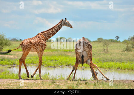 Der Tarangire National Park in Tansania ist ein unentdecktes Juwel mit schönen Landschaften entlang der Tarangire River. Giraffe Trinkwasser im Pan. Stockfoto