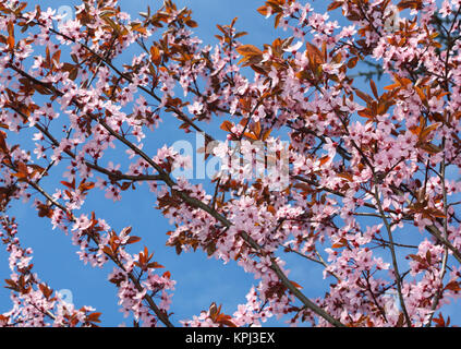 Kirschblüte im Frühling Stockfoto