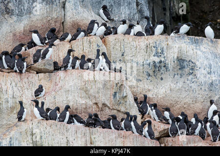 Alkefjellet, Sea Cliff Gehäuse seabird Kolonie von Thick-billed murres/Brünnich's Trottellummen (Uria lomvia) an Hinlopenstretet, Svalbard, Norwegen Stockfoto