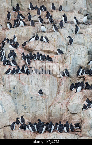 Alkefjellet, Sea Cliff Gehäuse seabird Kolonie von Thick-billed murres/Brünnich's Trottellummen (Uria lomvia) an Hinlopenstretet, Svalbard, Norwegen Stockfoto