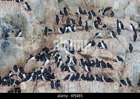 Alkefjellet, Sea Cliff Gehäuse seabird Kolonie von Thick-billed murres/Brünnich's Trottellummen (Uria lomvia) an Hinlopenstretet, Svalbard, Norwegen Stockfoto