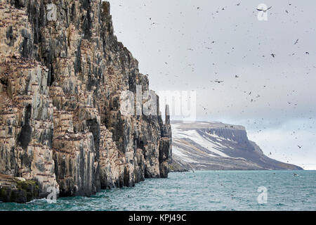 Alkefjellet, Sea Cliff Gehäuse seabird Kolonie von Thick-billed murres/Brünnich's Trottellummen (Uria lomvia) an Hinlopenstretet, Svalbard, Norwegen Stockfoto