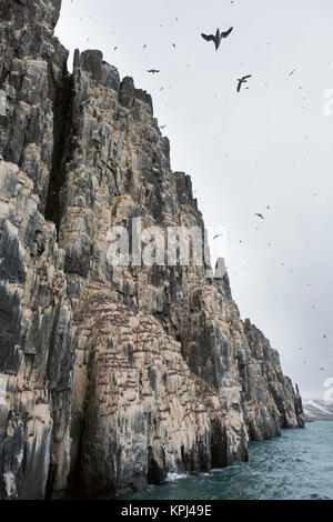 Alkefjellet, Sea Cliff Gehäuse seabird Kolonie von Thick-billed murres/Brünnich's Trottellummen (Uria lomvia) an Hinlopenstretet, Svalbard, Norwegen Stockfoto