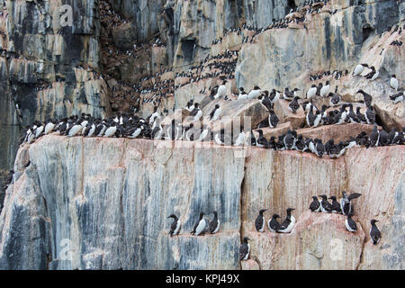 Alkefjellet, Sea Cliff Gehäuse seabird Kolonie von Thick-billed murres/Brünnich's Trottellummen (Uria lomvia) an Hinlopenstretet, Svalbard, Norwegen Stockfoto