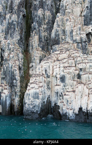 Alkefjellet, Sea Cliff Gehäuse seabird Kolonie von Thick-billed murres/Brünnich's Trottellummen (Uria lomvia) an Hinlopenstretet, Svalbard, Norwegen Stockfoto