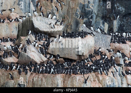 Alkefjellet, Sea Cliff Gehäuse seabird Kolonie von Thick-billed murres/Brünnich's Trottellummen (Uria lomvia) an Hinlopenstretet, Svalbard, Norwegen Stockfoto