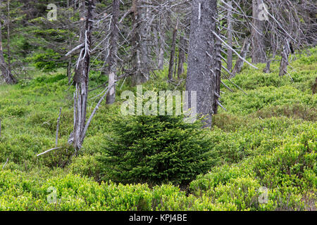 Sapling unter Bäumen im alten Nadelwald im Nationalpark Harz, Sachsen-Anhalt, Deutschland Fichte Stockfoto