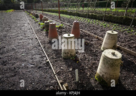 Eine Reihe von Terracotta Rhabarber forcers, das in der ummauerten Garten in Heligan, Cornwall. Stockfoto