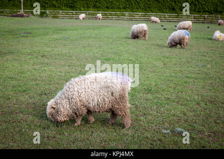 Devon und Cornwall longwool Schafe grasen in einem Feld auf der Heligan Immobilien, Cornwall. Stockfoto