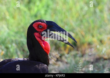 Südliche Hornrabe close-up von Bill und Wimpern Stockfoto