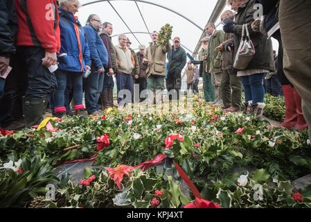 Burford House Garden Stores, Wiehe, Worcestershire, Großbritannien. 5. Dezember 2017. Die Mistel Käufer in Burford House in Wiehe Stockfoto