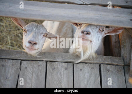 Zwei junge Ziegen in der Corral Stockfoto