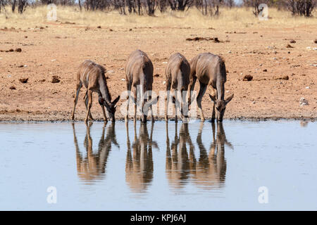 Trinken Kudu Antilope Stockfoto