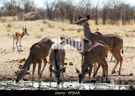 Trinken Kudu Antilope Stockfoto