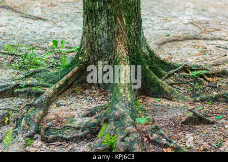 Alter Baum Wurzeln bedeckt mit Moos Stockfoto