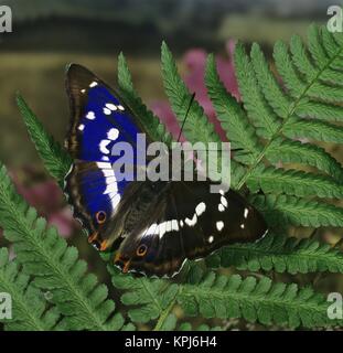 Großer Schillerfalter, Lila Kaiser, in einem farnblatt mit ausgebreiteten FlÃ¼geln und Blauschiller Stockfoto