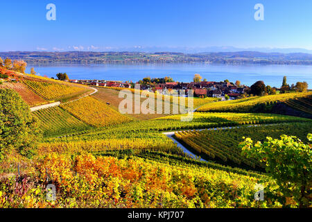 Gelbe Weinberge im Herbst am See Murten, in den Berner Alpen, Kanton Freiburg, Schweiz Stockfoto